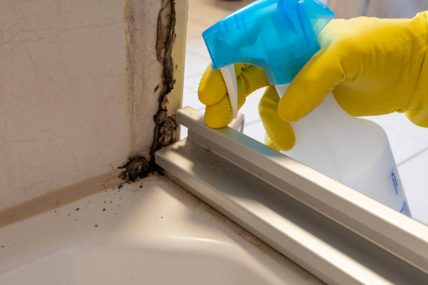 Why You Should Choose Our Mold Remediation Services in Georgiana, AL